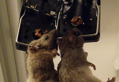 rodent trapping